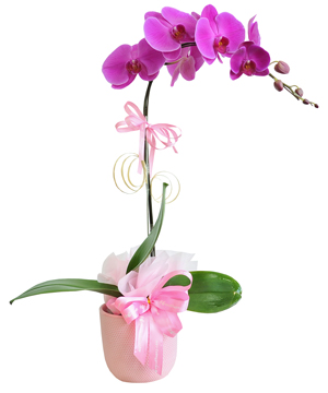 Lan hồ điệp mẫu 21