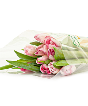 Tulip hồng (10 cành)