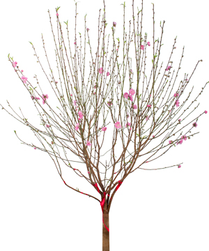 Cành đào Nhật Tân (B)
