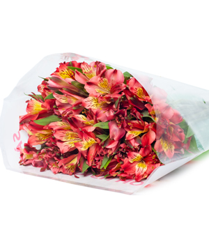 Thủy tiên đỏ (10 cành)