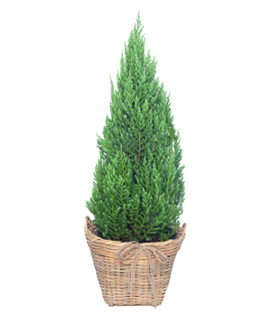 Tùng noel size L mẫu 5