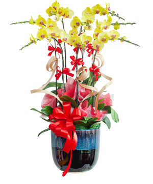 Hồ điệp vàng chậu sứ 02