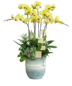 Hồ điệp vàng chậu sứ 04