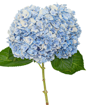 Cẩm tú cầu xanh dương Đà Lạt (cành)