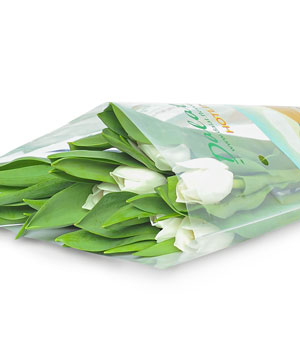 Tulip trắng (10 cành)