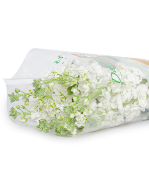 Phi yến kép trắng (10 cành)