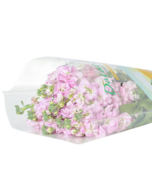 Phi yến kép hồng (10 cành)