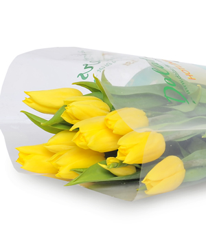 Tulip vàng (10 cành)
