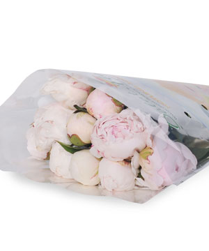 Mẫu đơn Fuji trắng (10 cành)