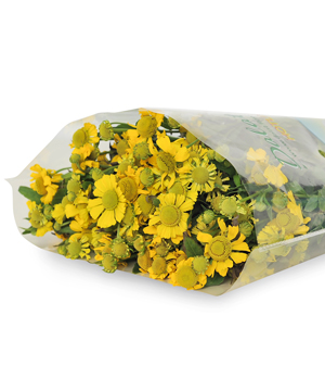 Cúc Hoạ Bì (300gr)