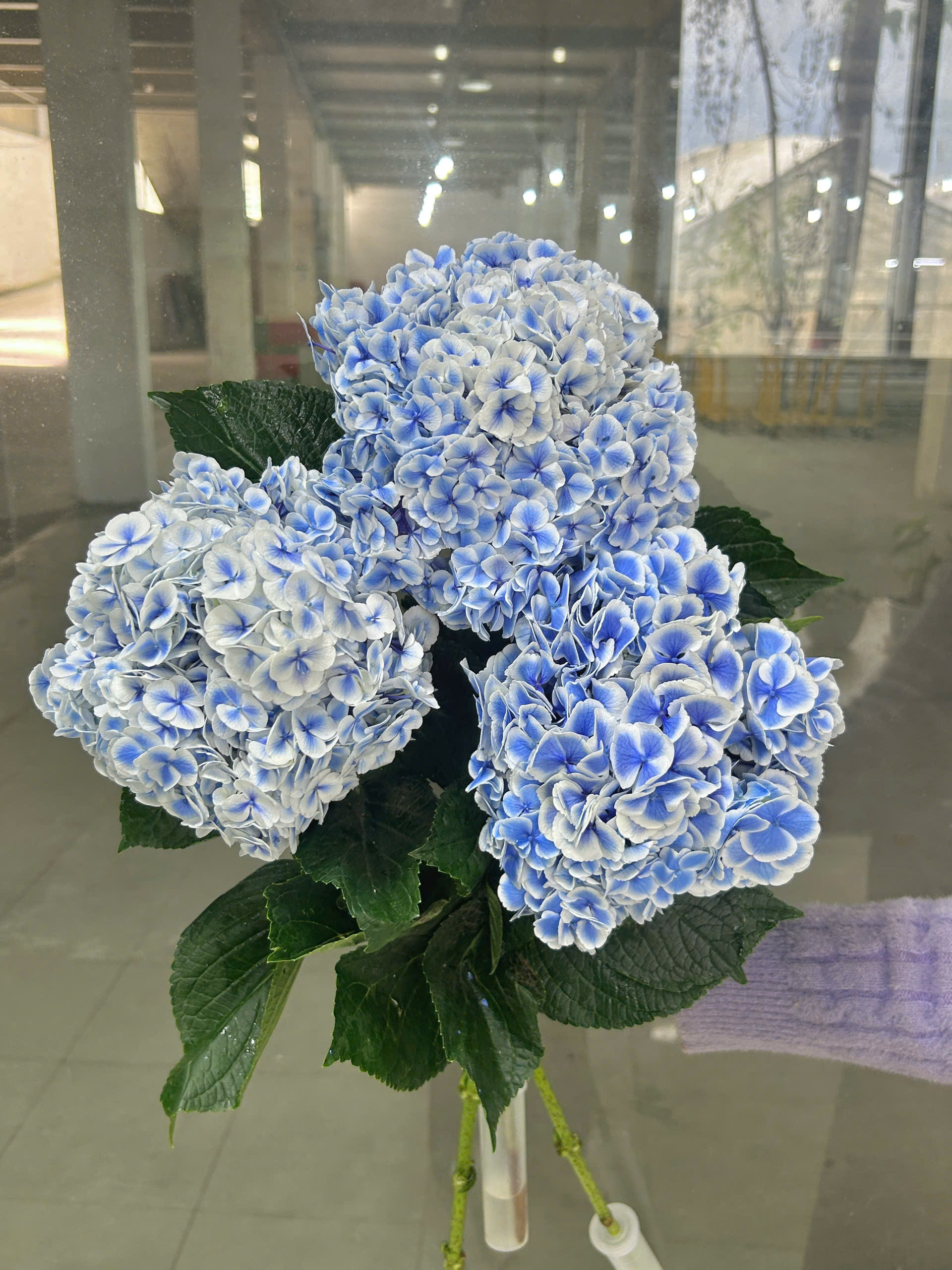 Cẩm tú cầu xanh viền trắng (cành)
