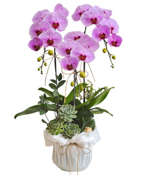 Quà tặng hồ điệp 04