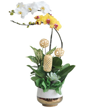 Quà tặng hồ điệp 11