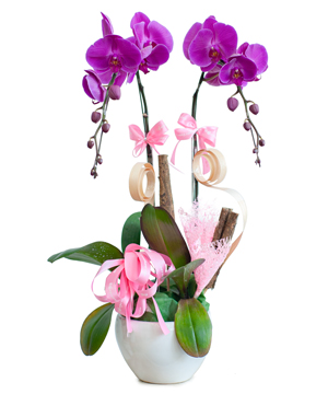 Lan hồ điệp mẫu 15