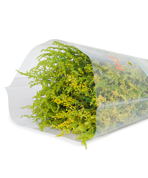 Hoàng anh (500g)