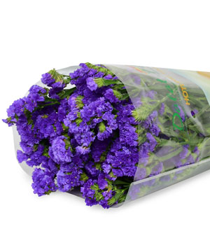 Salem tím đậm (500g)