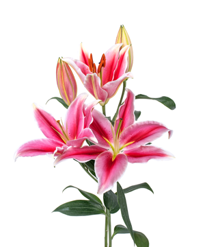 Lily hồng đậm Dalian (5 cành)