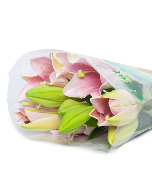 Hoa loa kèn hồng - Pink Lys  (10 bông)