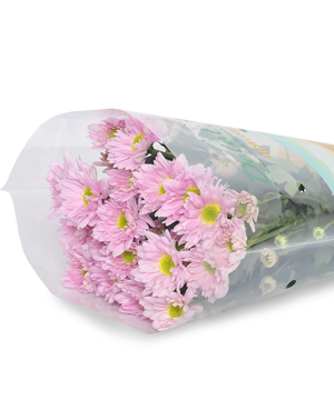 Cúc Mai Tím Nhụy Xanh (10 cành)