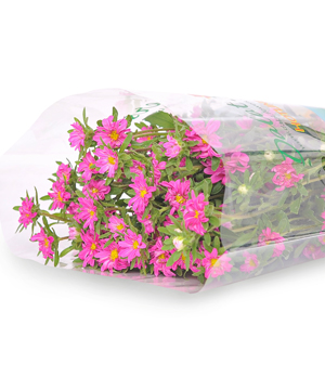 Cúc nhật nhí hồng (450g)