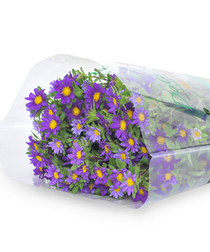 Cúc nhật nhí tím (450gr)