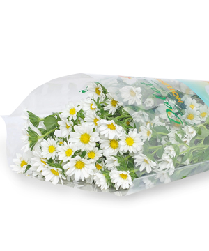 Cúc nhật nhí trắng (450gr)