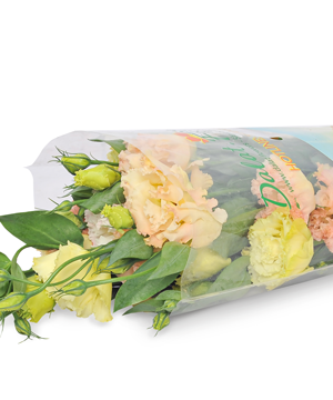 Cát tường nhật cam (500g)
