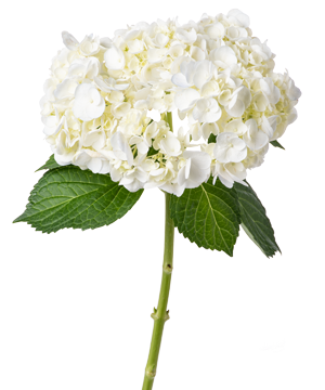 Cẩm tú cầu trắng Đà Lạt (cành)