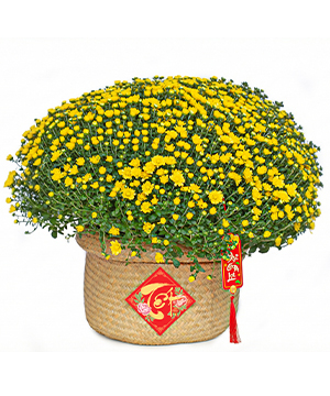 Cúc mâm xôi giỏ đan