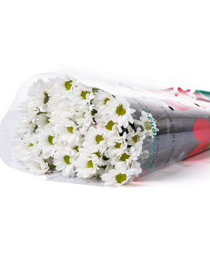 Cúc mai trắng (10 cành)