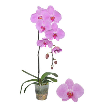 Chậu hồ điệp hồng