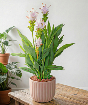 Hoa nghệ chậu mochi