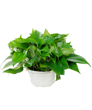 Trầu bà thái xanh