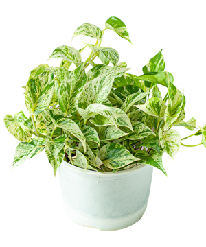 Trầu bà sữa