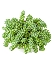 Sen đá chuỗi ngọc bi (chậu lớn)