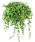 Chuỗi hạt ngọc (chậu lớn)