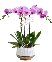 Quà tặng hồ điệp 08