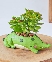 Leafy Croc