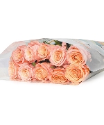 Hồng Shimmer (10 cành)