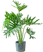 Trầu bà thanh xuân (VP)