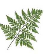 Dương xỉ B (20 cành)