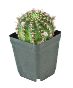 Xương rồng Echino