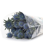 Nhím biển A (5 cành)