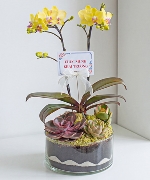 Hồ điệp mini 03