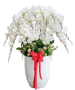 Chậu hồ điệp trắng 20 cành