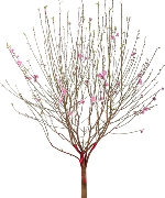 Cành đào Nhật Tân - Hàng A