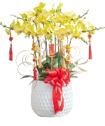 Chậu hồ điệp vàng 10 cành