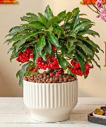 Kim ngân lượng 3