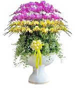 Lan hồ điệp chậu 70 cành