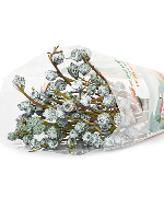 Quả bạch đàn non (10 cành)